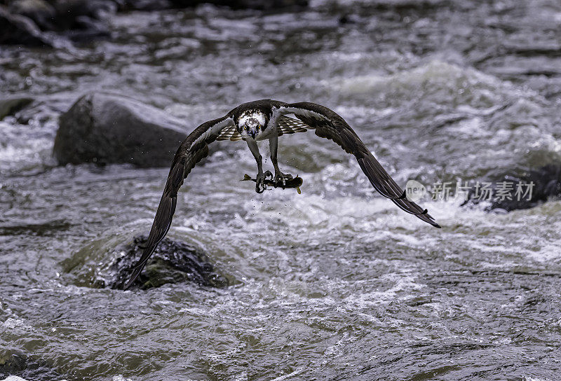 鱼鹰(Pandion haliaetus)，也被称为海鹰、河鹰和鱼鹰，是一种昼夜活动的，以鱼为食的猛禽，分布在世界各地。在怀俄明州黄石国家公园的水中发现的。Pandion haliaetus有害无益。和鱼一起飞翔。